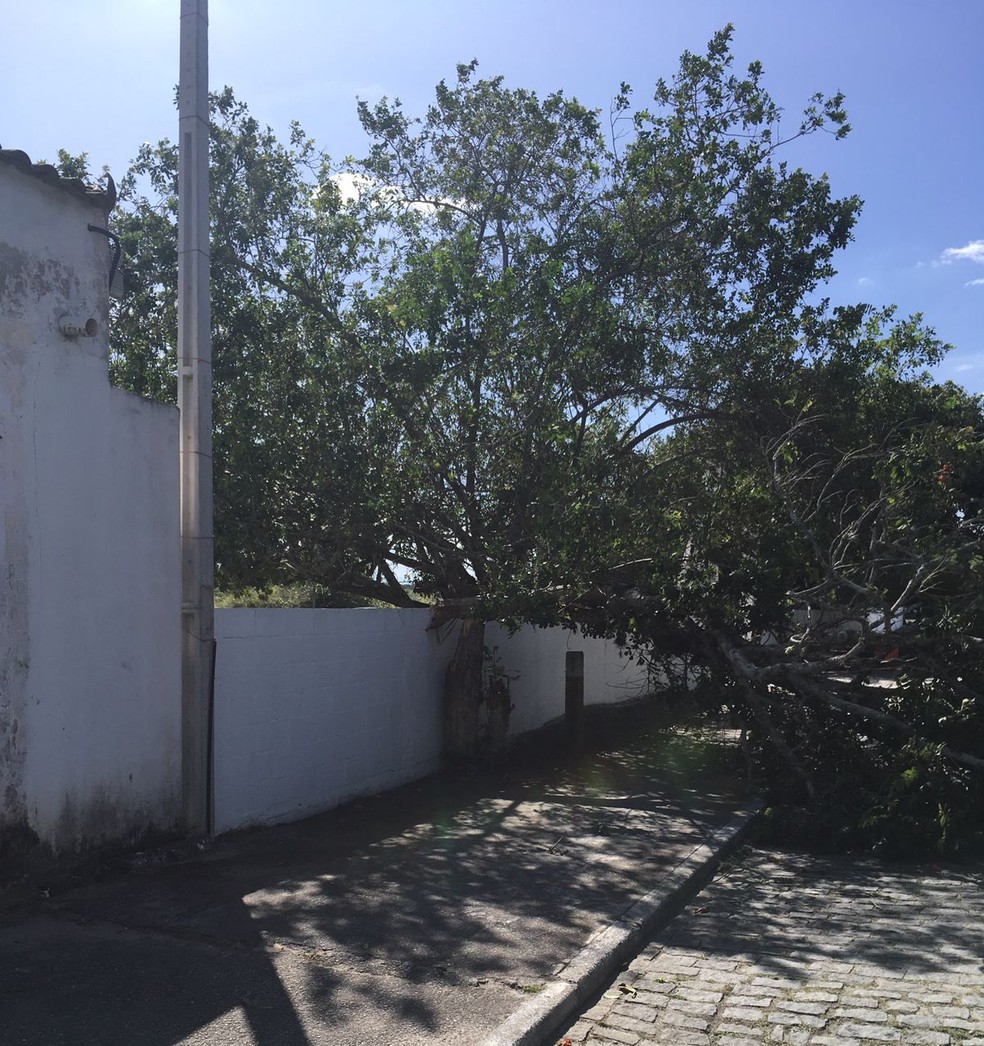 Árvore caiu na rua Santo Antônio, em Barra de São João, distrito de Casimiro de Abreu — Foto: Marlen Ramos/Arquivo pessoal