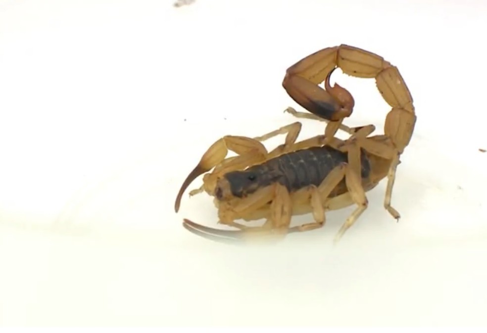 Escorpião amarelo tem picada dolorida — Foto: Reprodução/RBS TV
