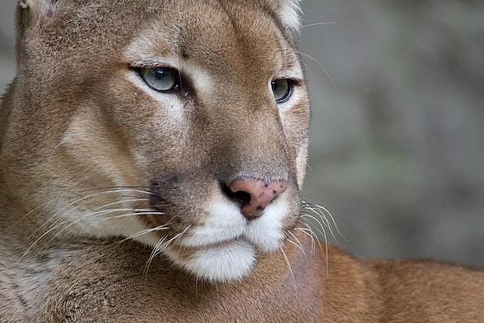 Onça Parda - Puma Concolor — Foto: ( Bas Lammers/ Wikimedia Commons/ CreativeCommons)