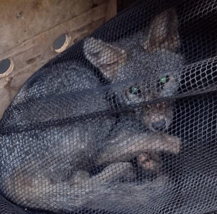 Cachorro-do-mato é capturado em condomínio residencial e solto no Parque Estadual do Morro do Diabo, em Teodoro Sampaio; VEJA VÍDEO