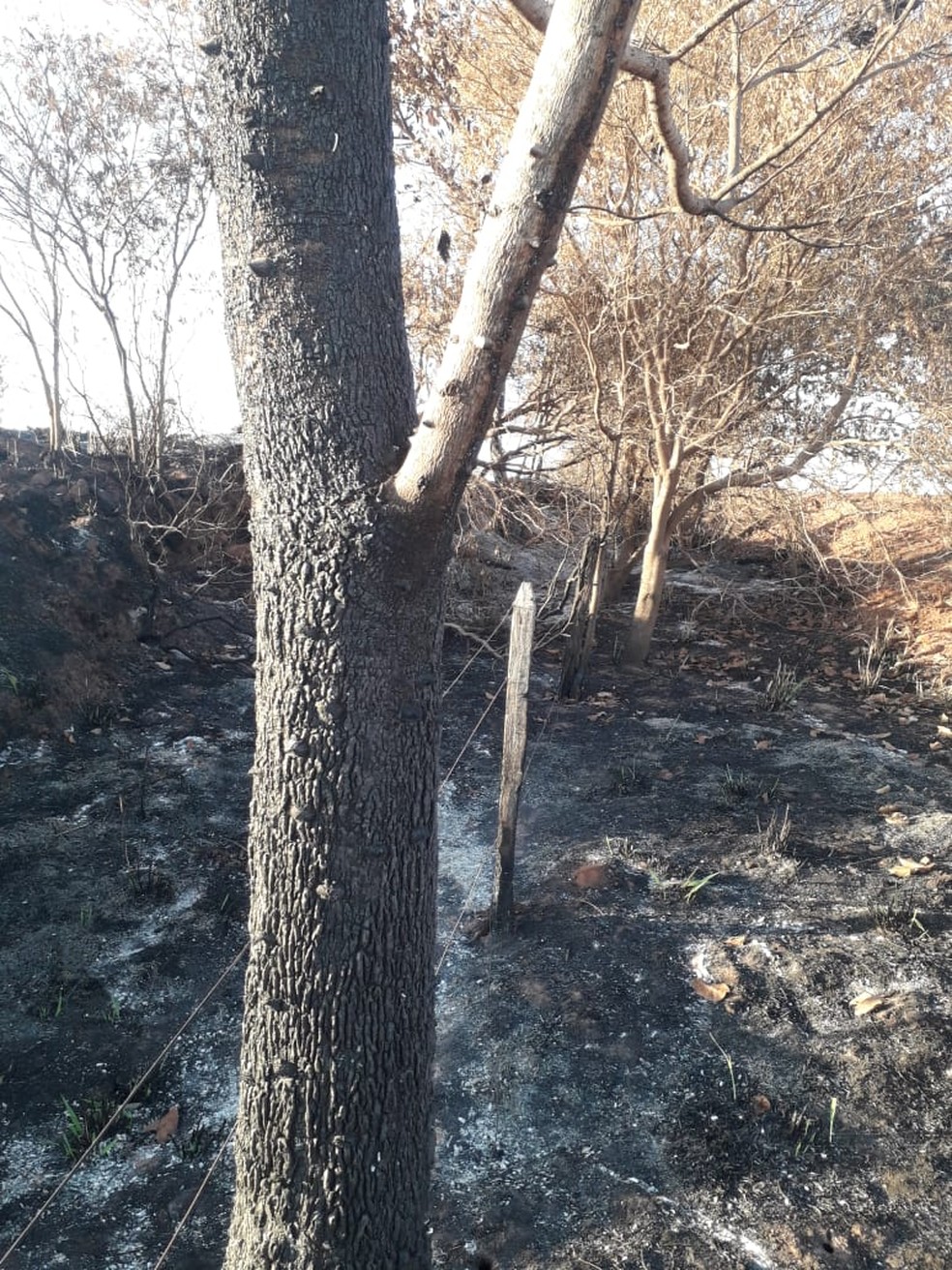 Queimada para limpeza em fazenda em Regente Feij&oacute; danificou vegeta&ccedil;&atilde;o nativa &mdash; Foto: Pol&iacute;cia Militar Ambiental