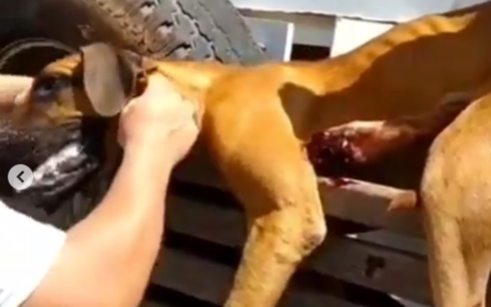 Cachorro sendo resgatado em Pontalina — Foto: Reprodução/Instagram