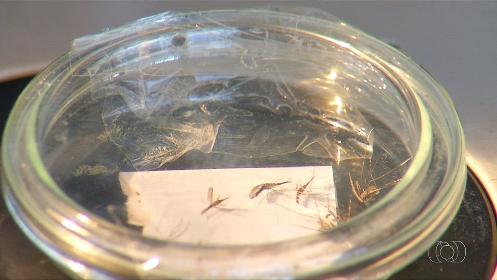 Mosquito  transmissor da malária se reproduz e se alimenta na beira de rios (Foto: Reprodução/TV Anhanguera)