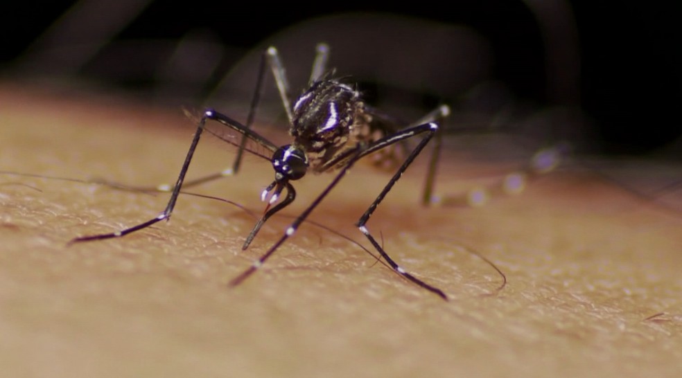 Mosquito Aedes aegypti é responsável por transmitir a dengue — Foto: Reprdoução/EPTV