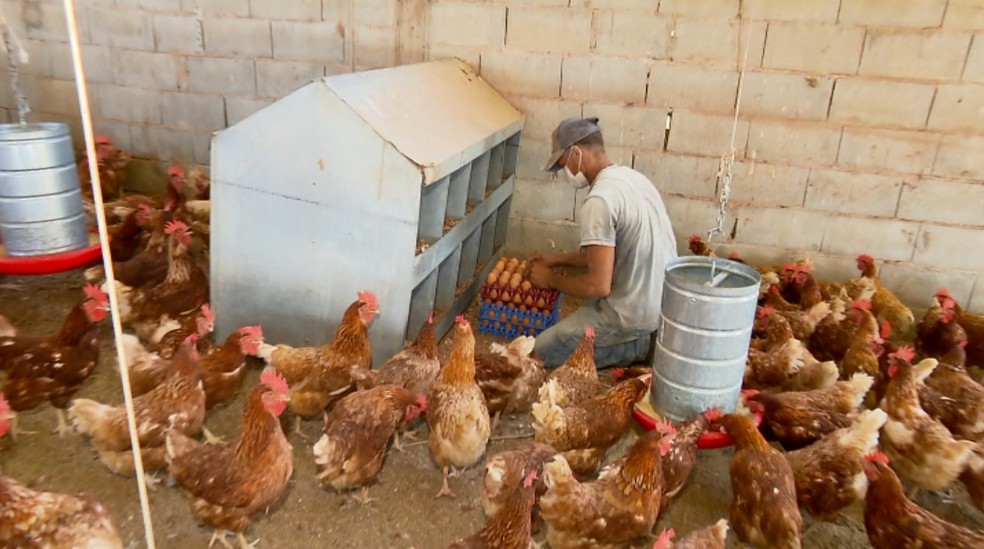 Homem trabalha em granja de produção de ovos caipiras, em imagem de arquivo — Foto: TV Globo/ Reprodução