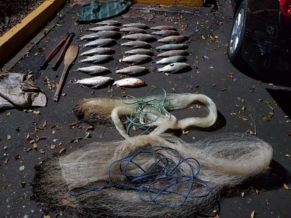 Peixes apreendidos pela Polícia Ambiental de Pirassununga (Foto: Polícia Militar Ambiental/Divulgação)