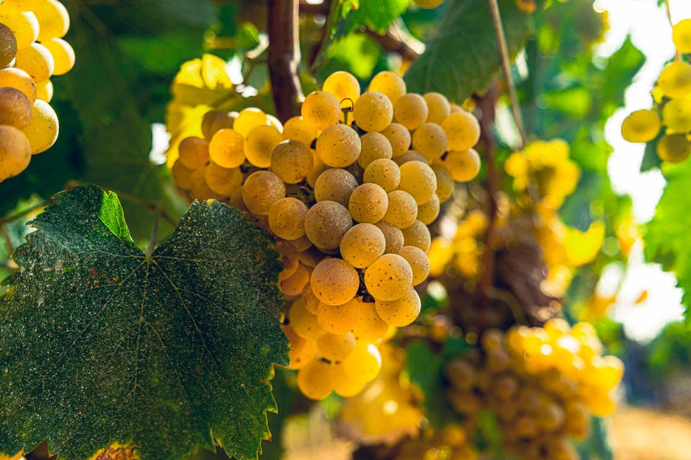 A uva ibérica Alvarinho: vinhos de qualidade — Foto: Divulgação
