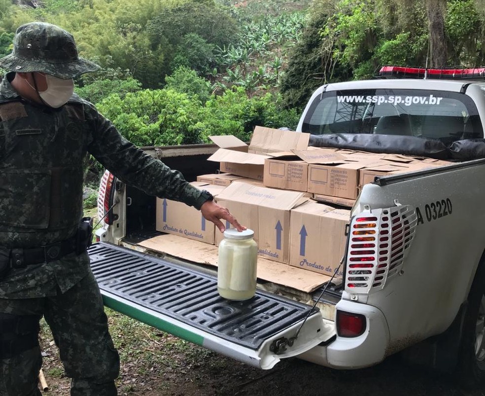 Palmitos eram clandestinos e foram apreendidos pela Polícia Ambiental — Foto: Divulgação/Polícia Militar Ambiental