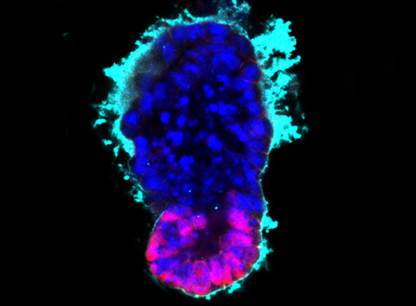 Embrião artificial criado a partir de células-tronco de ratos (Foto: Universidade de Cambridge)