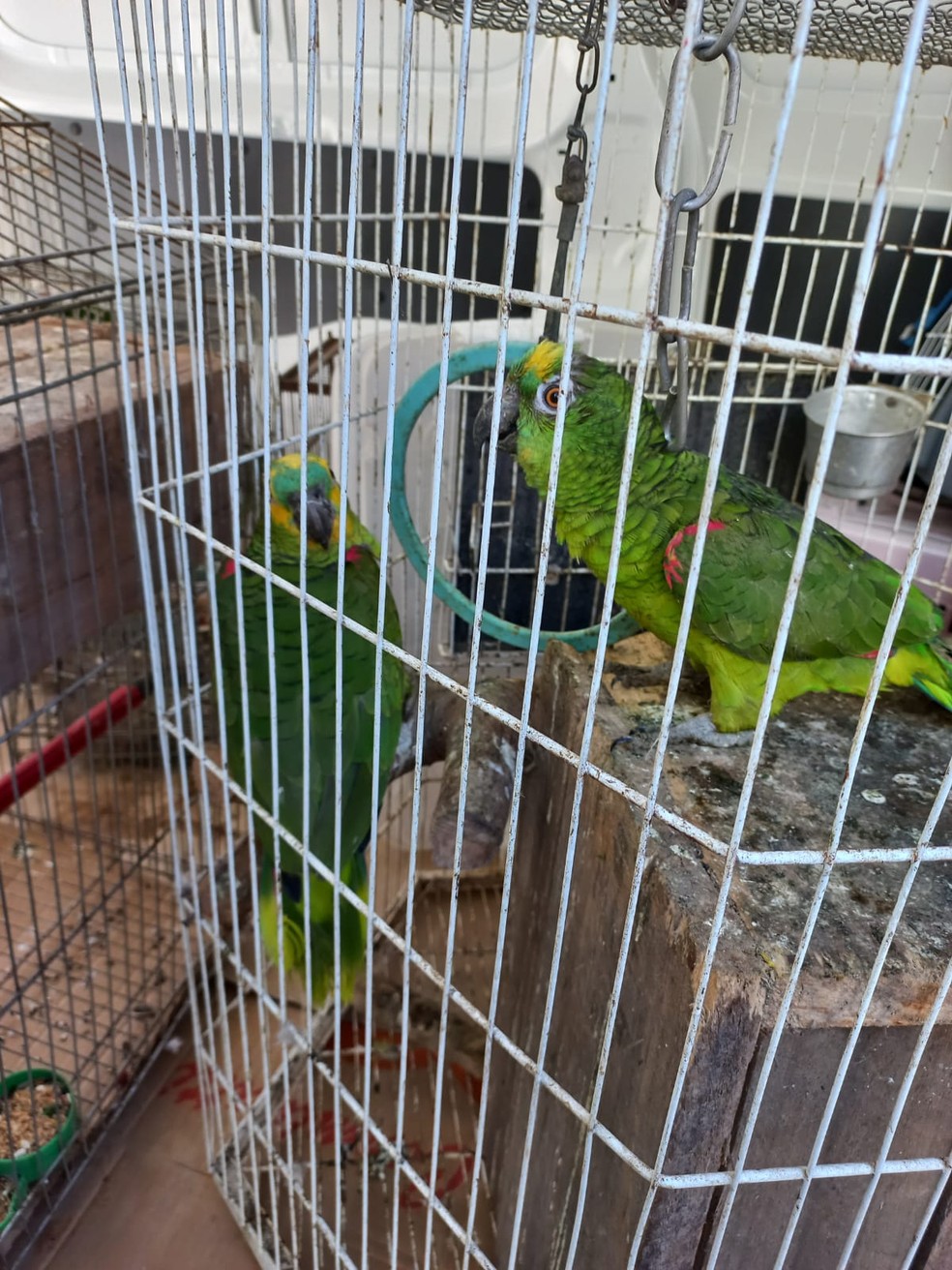 Ao todo, 11 aves foram resgatadas — Foto: Polícia Civil/ Divulgação
