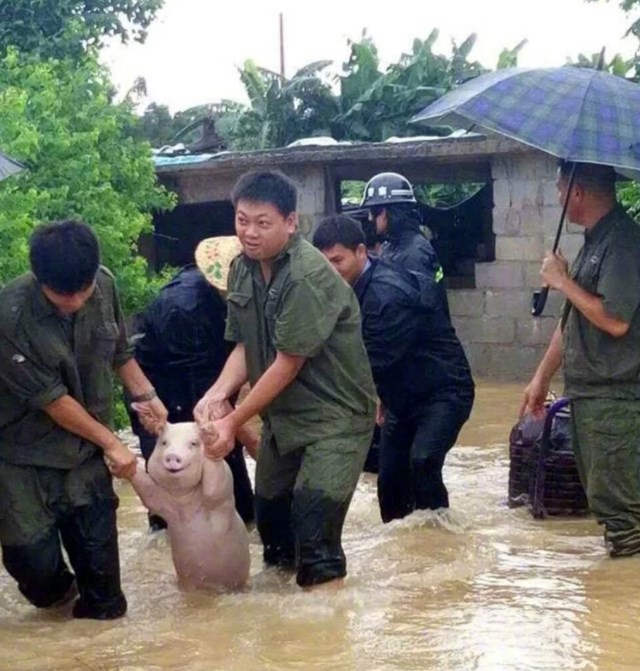 Porco 'sorri' ao ser salvo de enchente