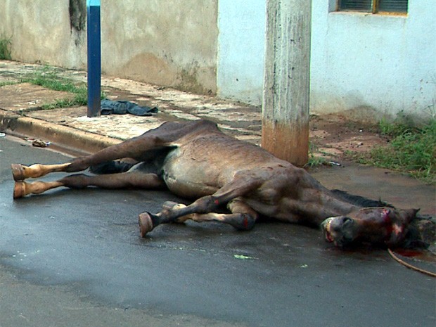 Ataque de abelhas mata cavalo no interior de SP