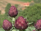 Estiagem mexe com o calendário de quem cultiva alcachofra em SP