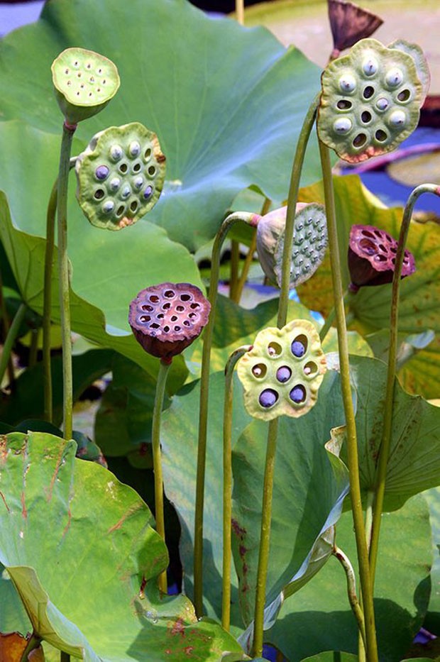 paisagismo-flor-de-lotus-4 (Foto: Divulgação)