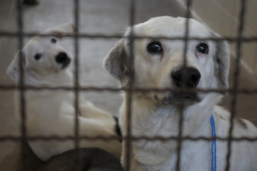 Cachorros a espera de adoção na Zoonoses do Distrito Federal — Foto: Geovana Albuquerque/ Secretaria de Saúde