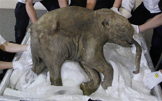 Carcaça de mamute encontrada em permafrost (Foto: Reprodução)