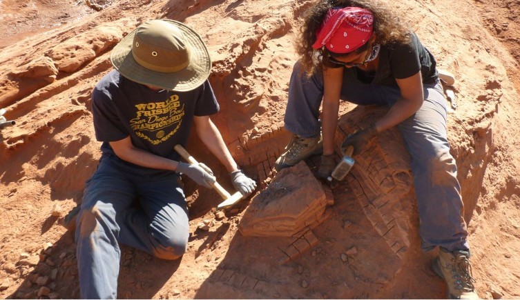 Caixa craniana de Guemesia ochoai foi encerrada neste bloco no norte da Argentina, onde raramente são encontrados abelissauros (Foto: Anjali Goswami)