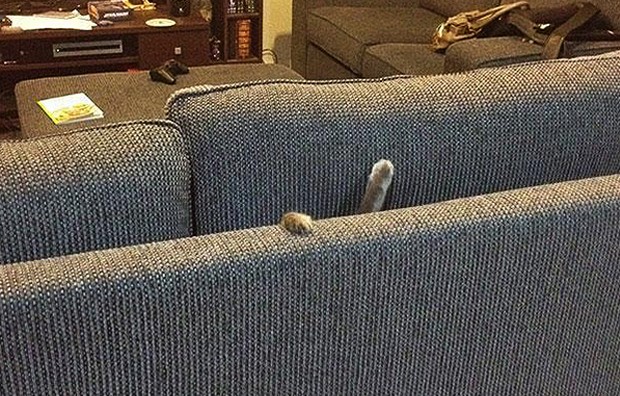 Ops! Onde está o gato nesta foto? Sobraram apenas as patinhas no vão do sofá (Foto: Reprodução/Bored Panda)