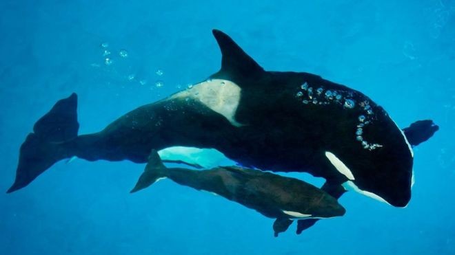 O SeaWorld defende oferecer 'incrível cuidado' aos animais e ajudar com a proteção de espécies (Foto: REUTERS/Via BBC News Brasil)