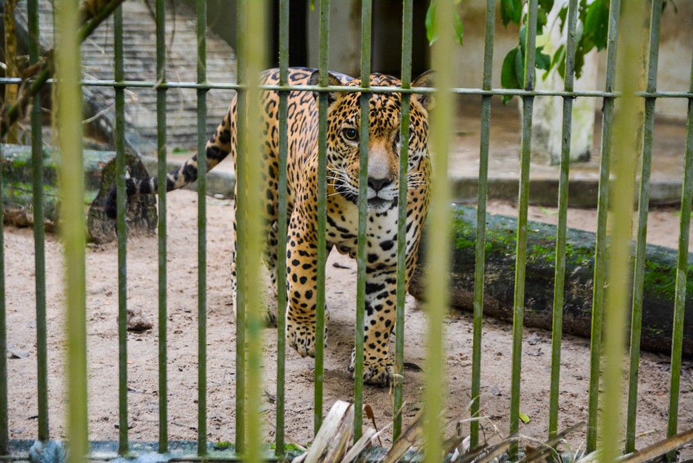 Onça no Bioparque da Amazônia — Foto: PMM/Divulgação