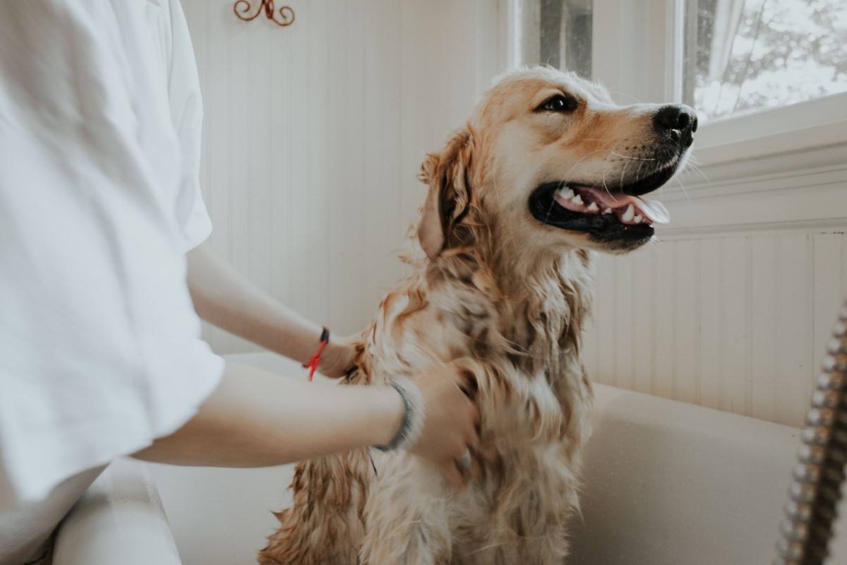 Cuidar da higiene e limpeza do ambiente também é importante para manter o pet e a família saudável, assim como manter o cachorro ou gato vacinado e livre de parasitas internos e externos (Foto: Unsplash /  Autri Taheri / CreativeCommons)