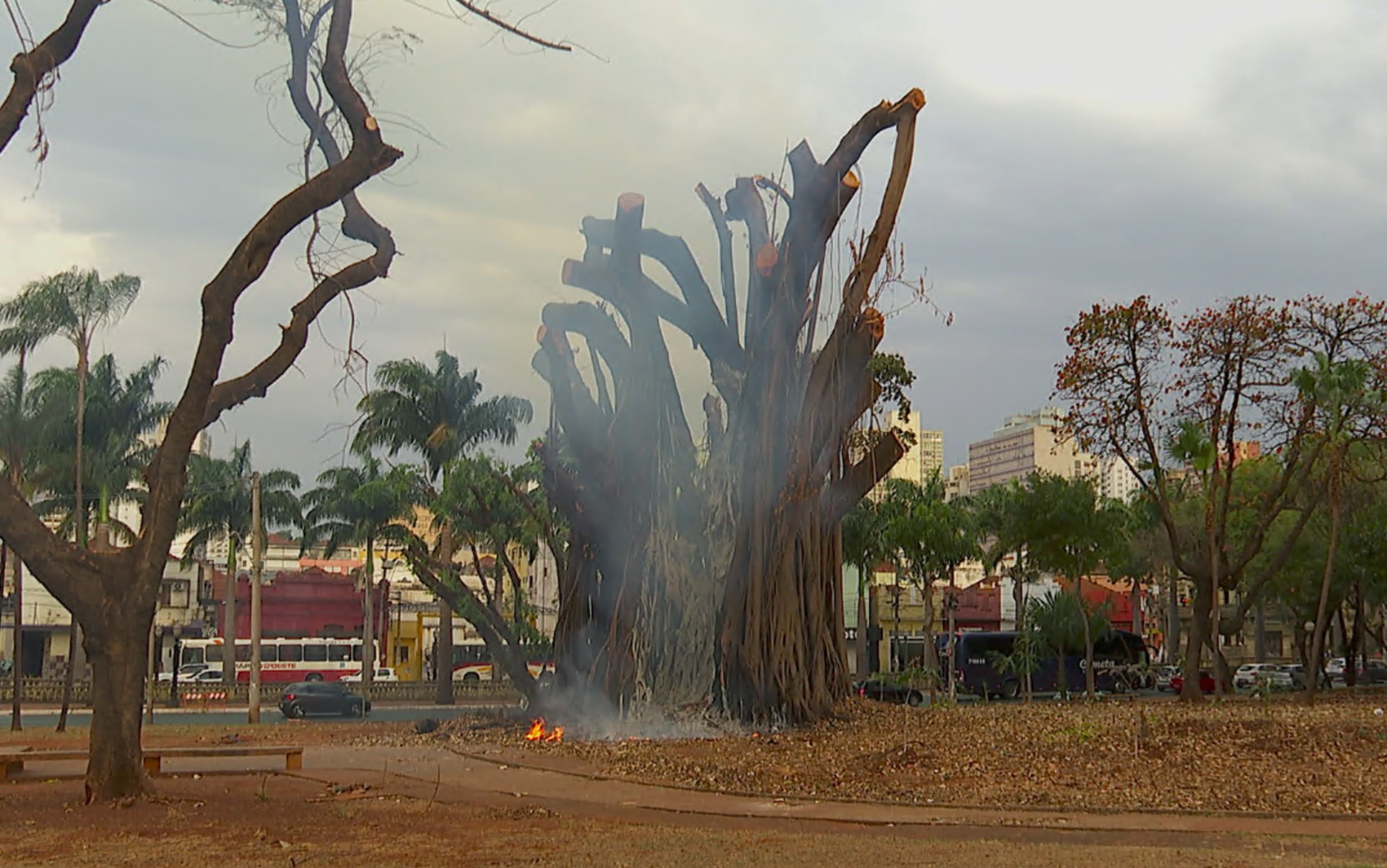 Tronco de figueira pega fogo de novo na Praça Francisco Schmidt em Ribeirão Preto, SP 