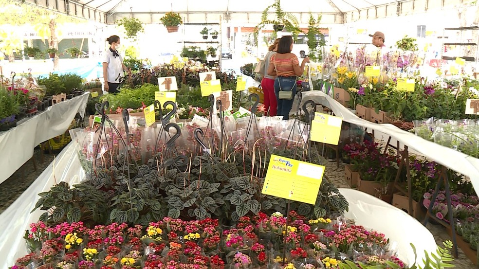 Feira de Holambra em Petrolina — Foto: Reprodução /  TV Grande Rio