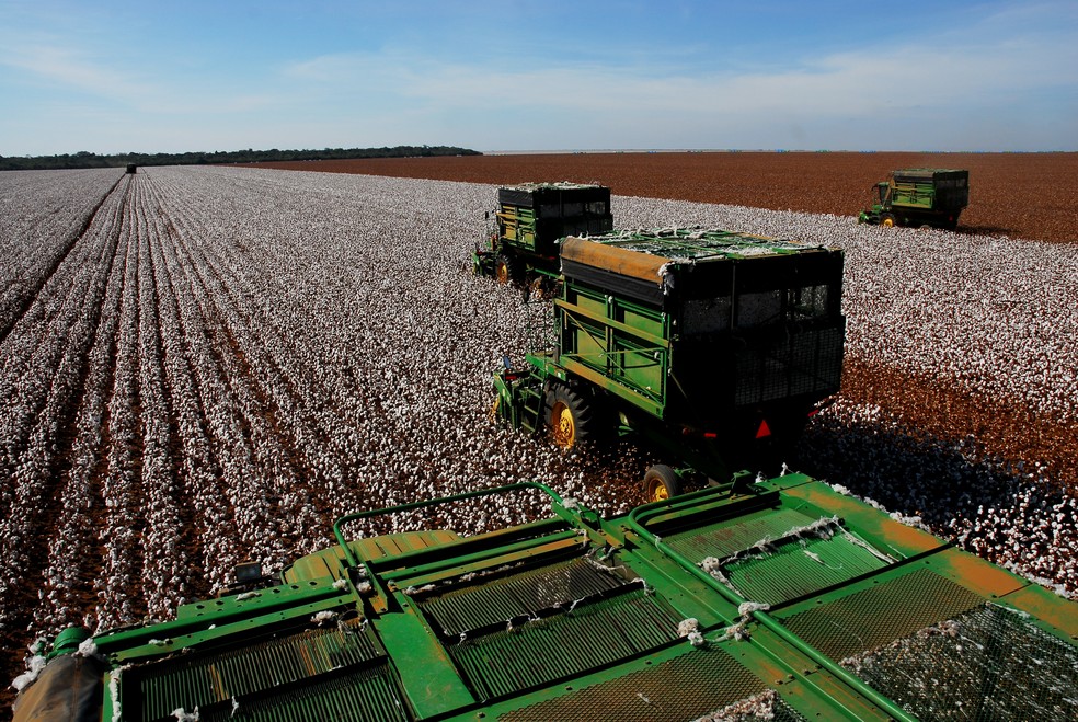 Mato Grosso é o maior produtor de algodão do país — Foto: Gecom-MT/Divulgação