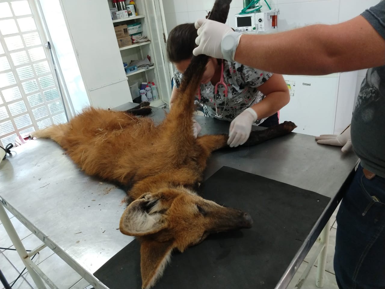 Ameaçado de extinção, lobo-guará é resgatado com fraturas expostas nas patas após sofrer atropelamento na Rodovia Raposo Tavares thumbnail