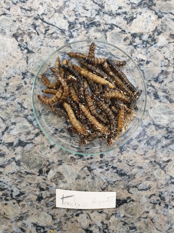 Pesquisa Indica Farinha De Besouro E Barata Para Alimentar Peixes Na Amazonia Amazonia G1