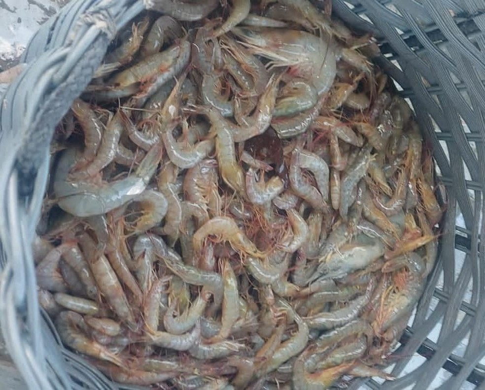 O camarão foi doado para o Banco de Alimentos de Caraguatatuba — Foto: Divulgação/Polícia Ambiental