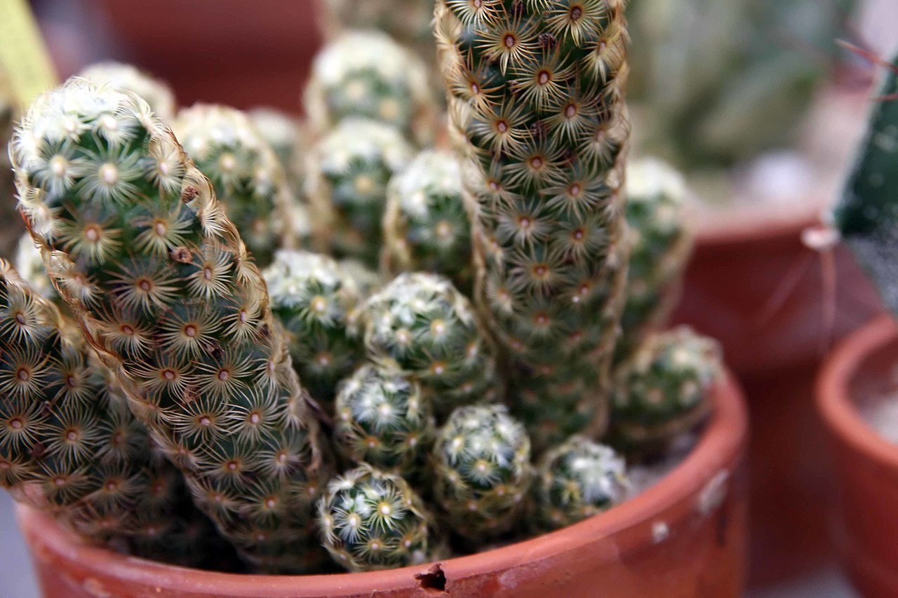 Cacto dedo-de-dama: saiba como cuidar da pequena planta espinhosa - Casa e  Jardim | Plantas