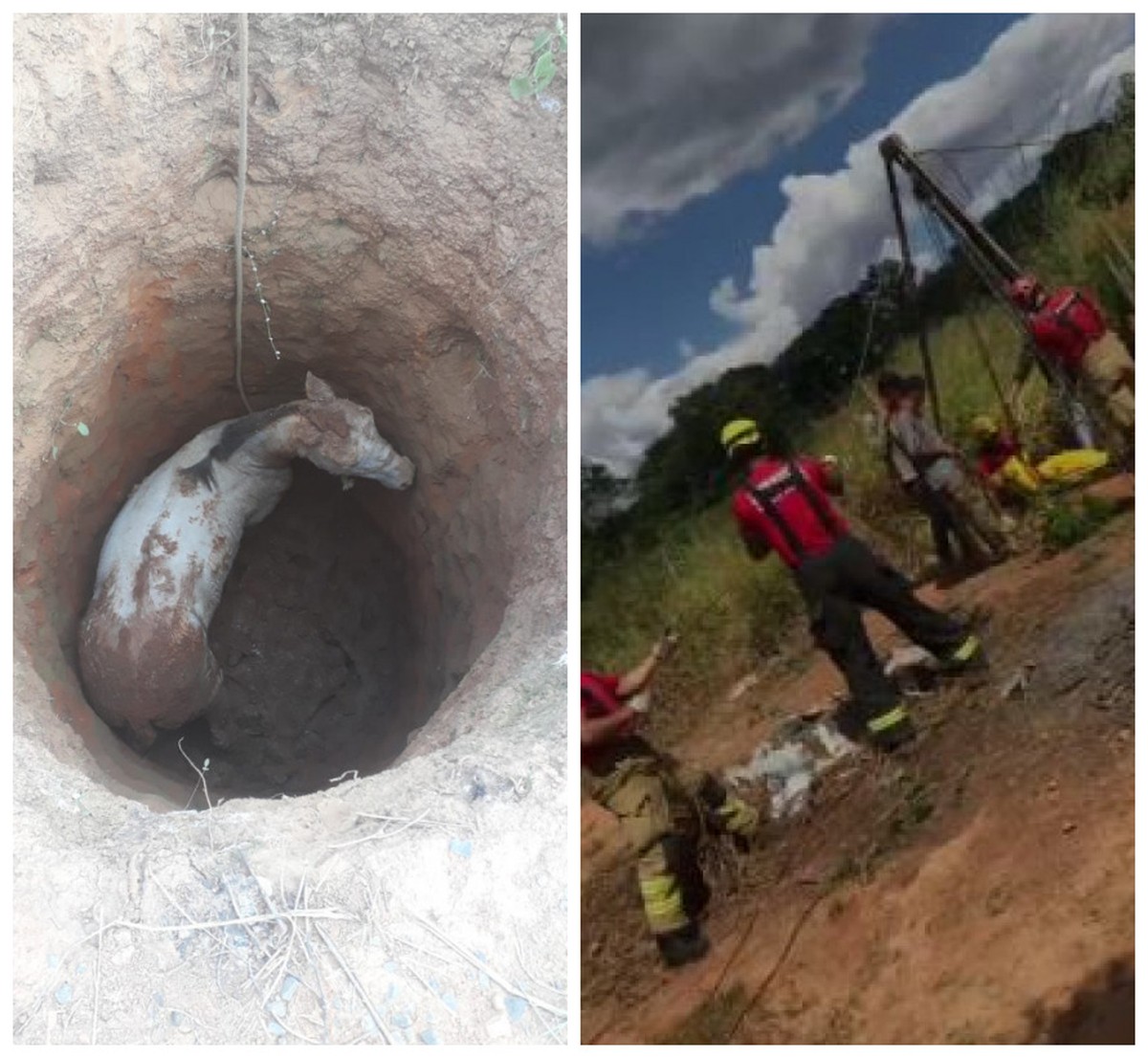 Égua cai em cisterna de 3 metros de profundidade e é resgatada pelos bombeiros