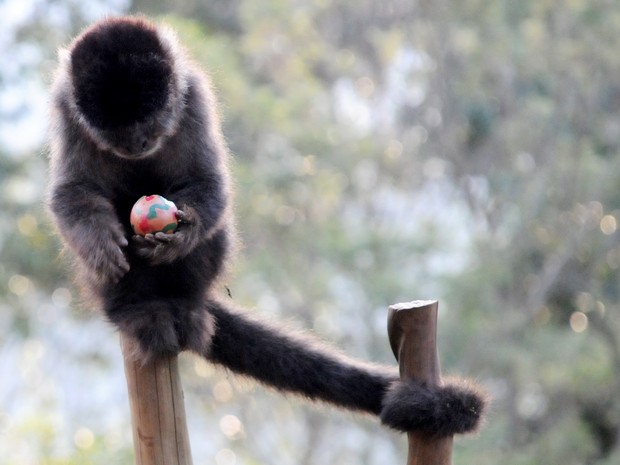 Macaco prego se diverte com ovo de Páscoa no Gramadozoo (Foto: Divulgação Gramadozoo/Halder Ramos)