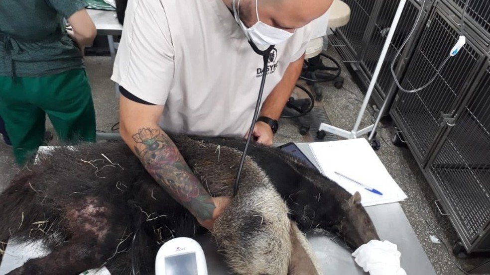 Veterinário de São Carlos viaja 1,2 mil km para cuidar de animais queimados no Pantanal — Foto: Arquivo pessoal