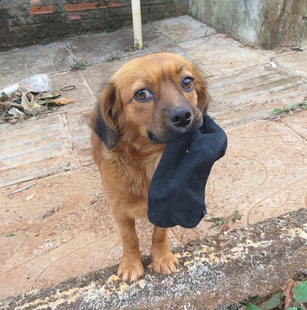 Animal que ficou ao lado de cão morto será recolhido para que voluntários achem um tutor — Foto: Arquivo Pessoal/Divulgação