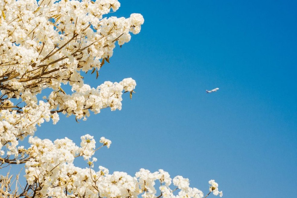 Ipês-brancos, o céu de Campo Grande e o avião. Uma das primeiras fotos de Kelsson pós doença. — Foto: Roberto Kelsson/Reprodução