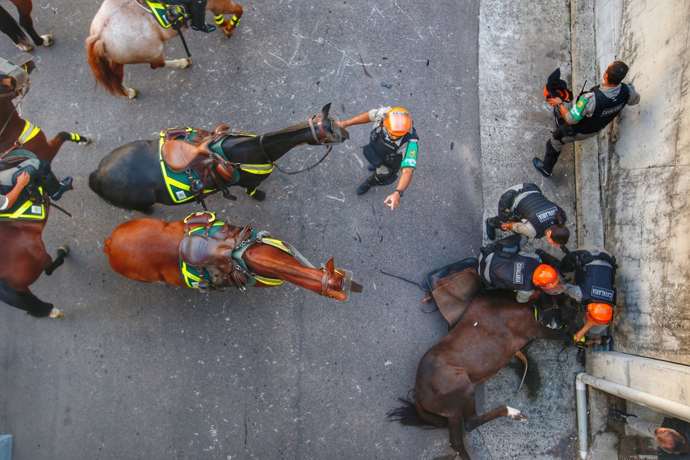 Veterinário da corporação avaliará animal para atestar a causa da morte — Foto: Lauro Alves/Agência RBS