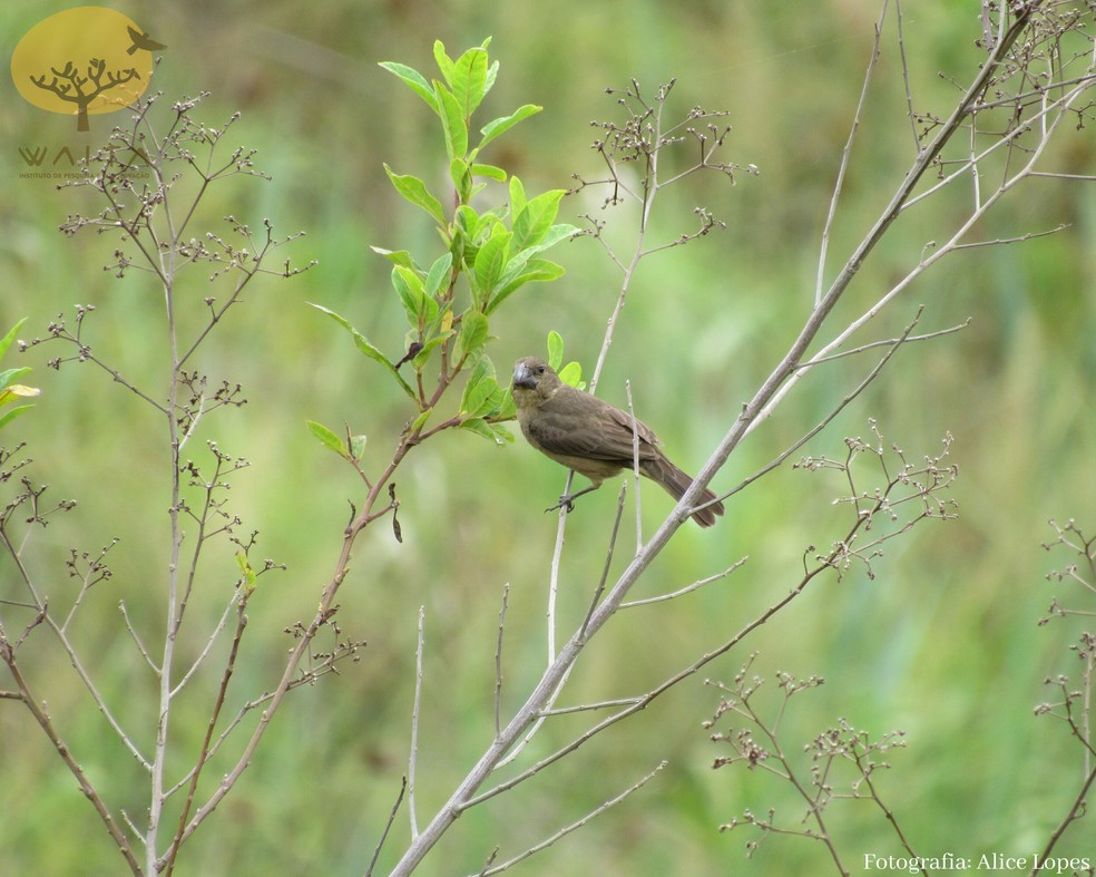 A ave fêmea dos bicudos se difere por apresentar tons pardos, se opondo ao preto forte dos machos — Foto: Alice Lopes/Acervo Pessoal