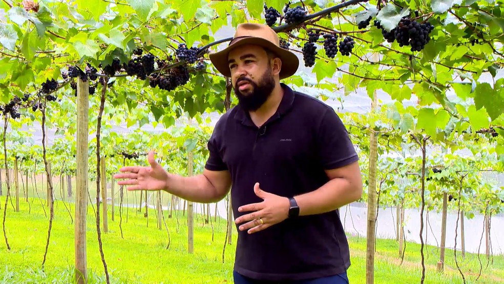 Engenheiro agronômo e extensionista do Incaper Cássio Vinícius de Souza fala sobre técnicas de cultivo de uva no ES. — Foto: Reprodução/TV Gazeta