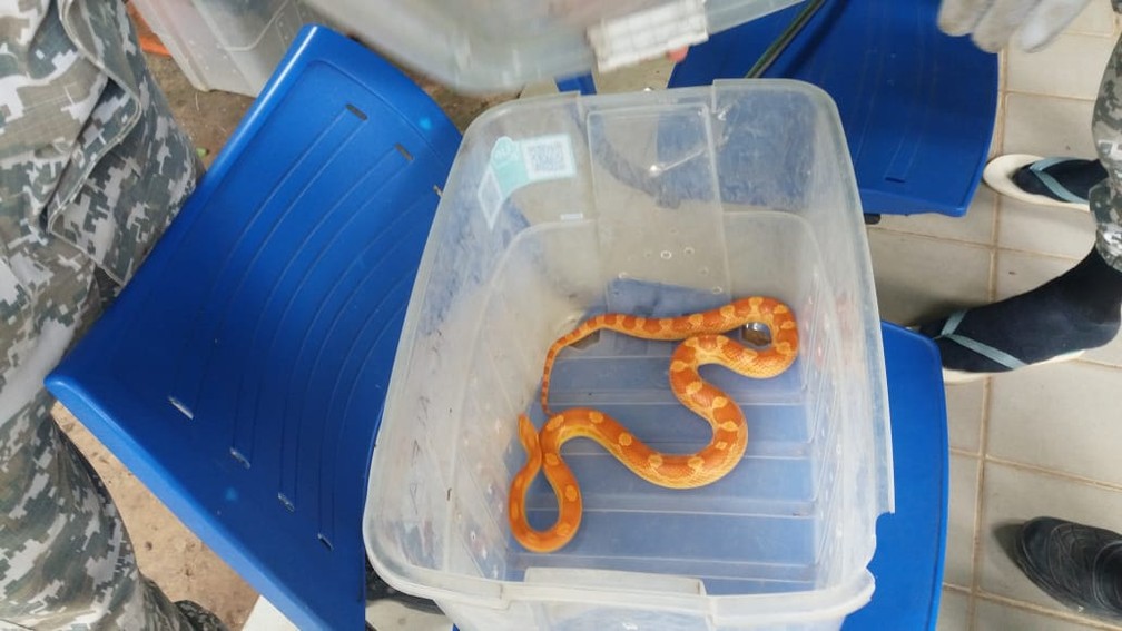 Cobra foi resgatada e levada para o Noap, no Instituto de Biologia da Ufba — Foto: Guarda Municipal/ Divulgação
