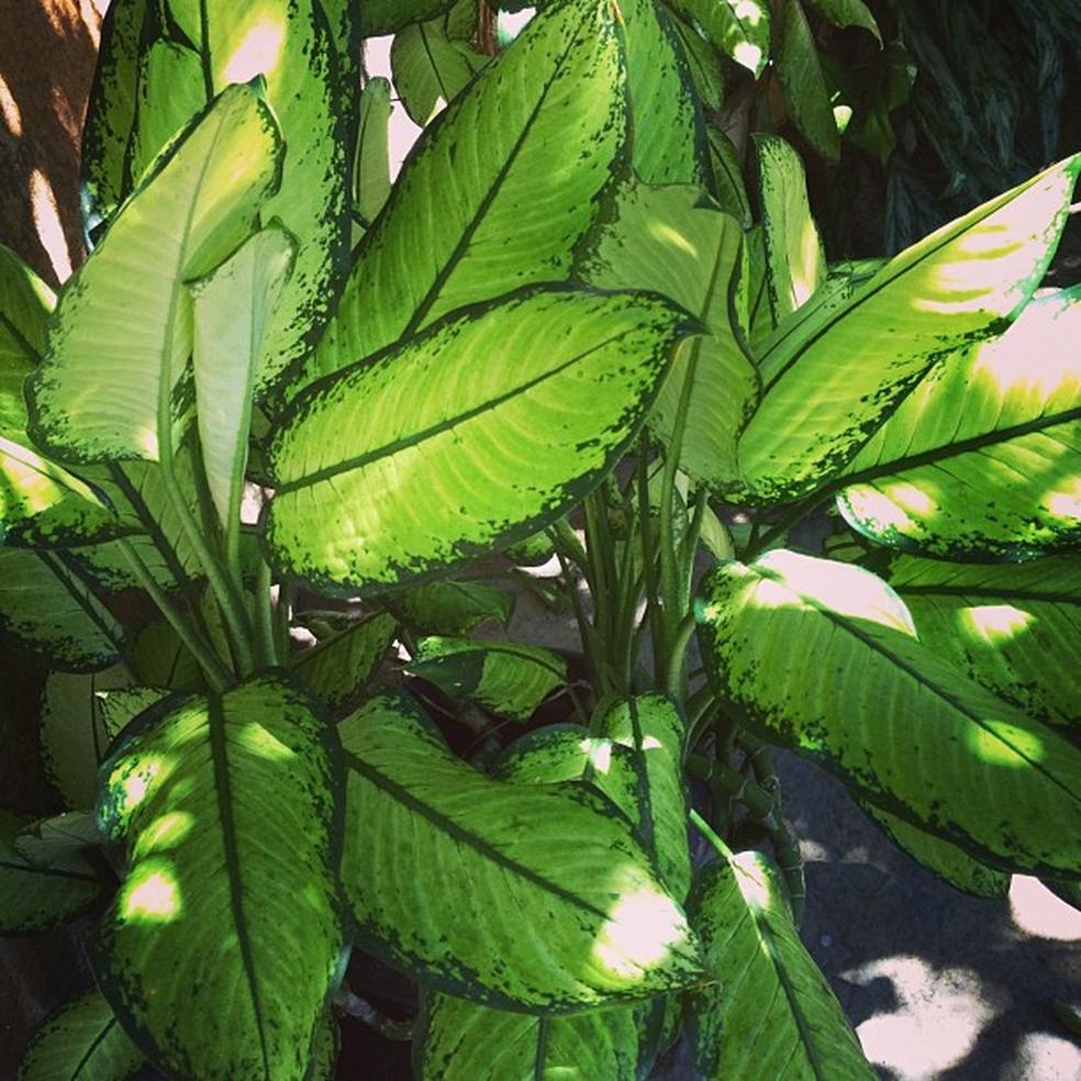 Foto de planta 'comigo ninguém pode' postada por Glória Maria em visita ao Piauí — Foto: Instagram/ gmreal