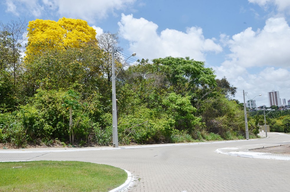 João Pessoa tem 2.400 ipês catalogados e pode ser vistos em vários pontos da cidade — Foto: PMJP/Divulgação