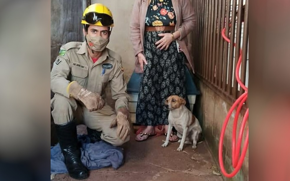 Bombeiro que resgatou cadela com cabeça preso no muro devolve animal sem ferimentos à dona, em Quirinópolis — Foto: Divulgação/Bombeiros