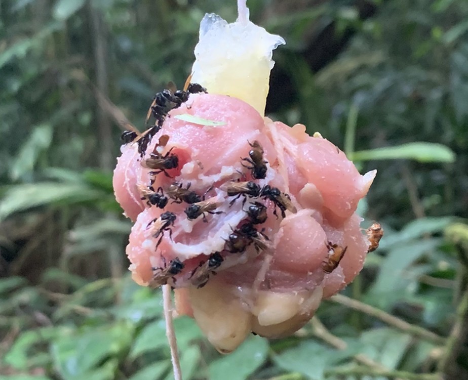 Espécie incomum:  iscas de frango cru atrai 'abelhas abutres' na Costa Rica.