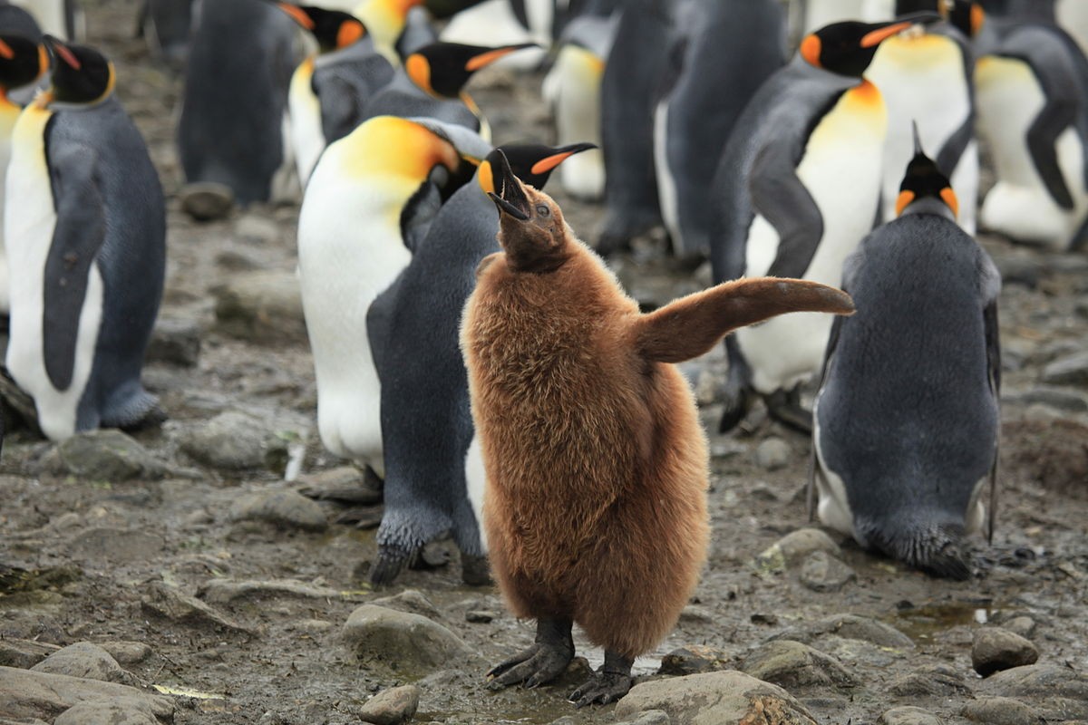 Filhote de pinguim rei e seus familiares. (Foto: Creative Commons / Liam Quinn )