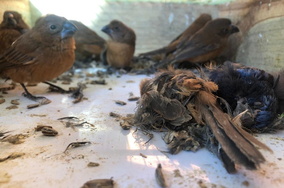Animais vítimas do tráfico estavam em situação de maus tratos quando foram encontradas em Vargem (SP) — Foto: Associação Mata Ciliar/Divulgação