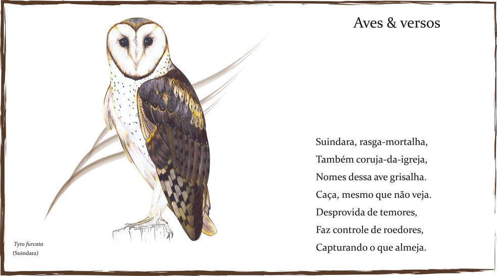 Equipe organizou os poemas em um formato ideal para o Instagram, com uma estrofe de sete versos — Foto: Aves e Versos/Divulgação