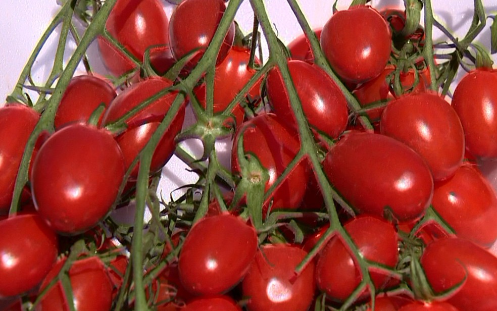 Modo de produção do tomate cereja ajuda a diminuir as perdas. — Foto: Reprodução/EPTV