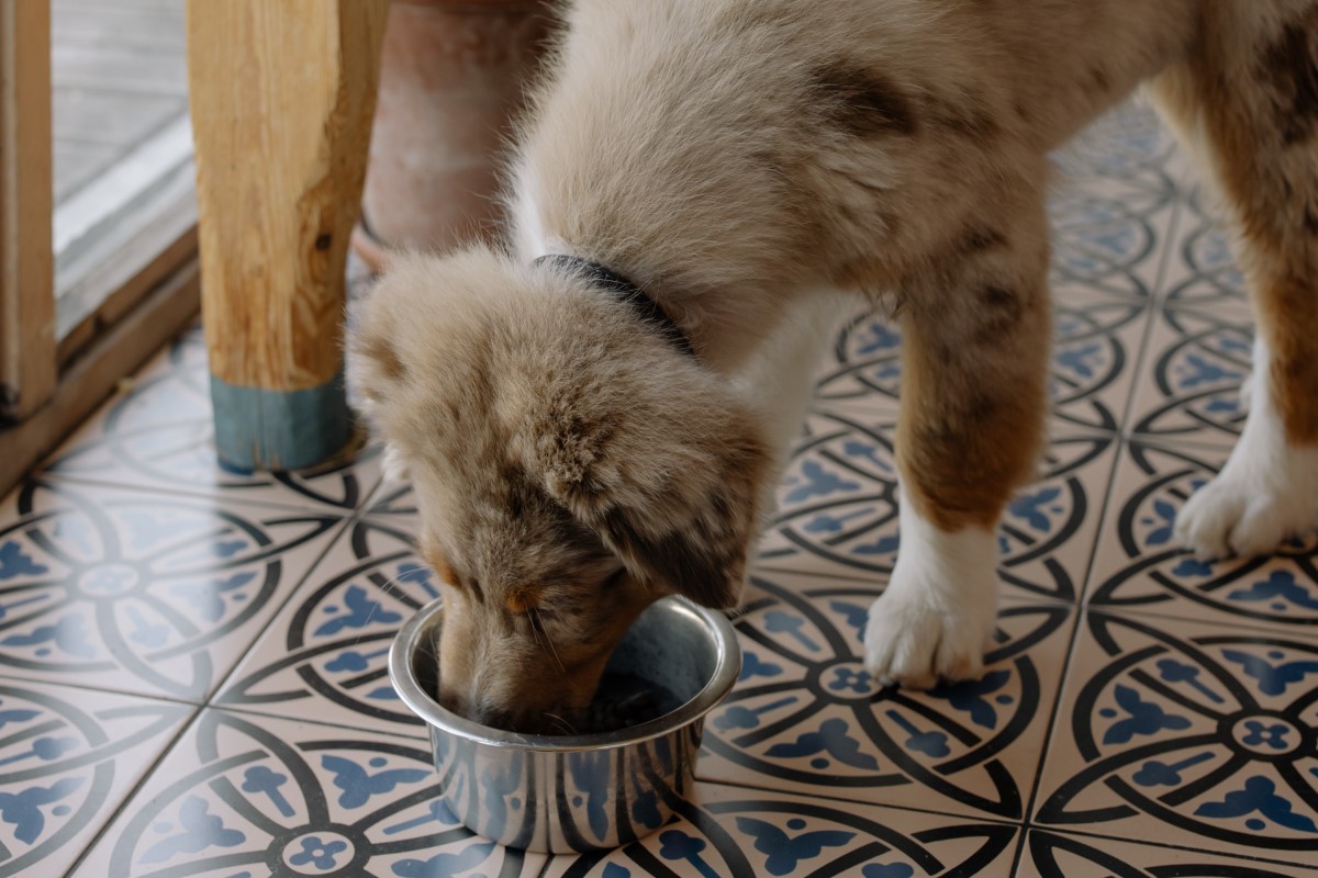 O seu cachorro deve ter uma alimentação nutritiva, para evitar complicações e doenças no futuro  (Foto: Pexels / cottonbro / CreativeCommons)